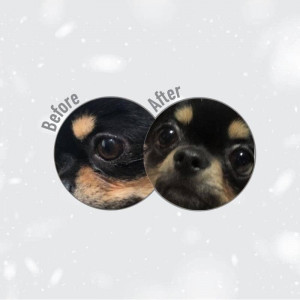 NATURE`S PROTECTION SUPERIOR DOG BLACK ALL sausā suņu barība 1.5kg